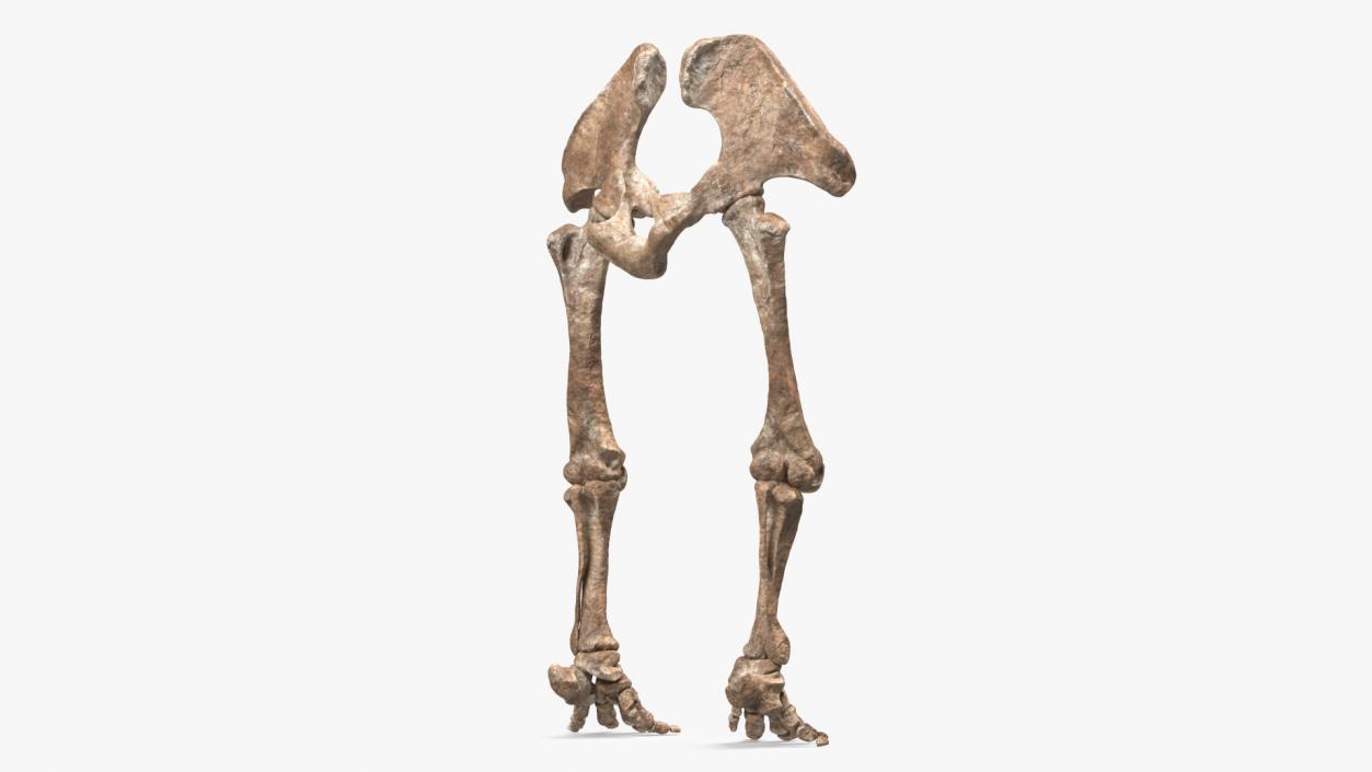 3D Mammoth Skeleton Foot Old Bones