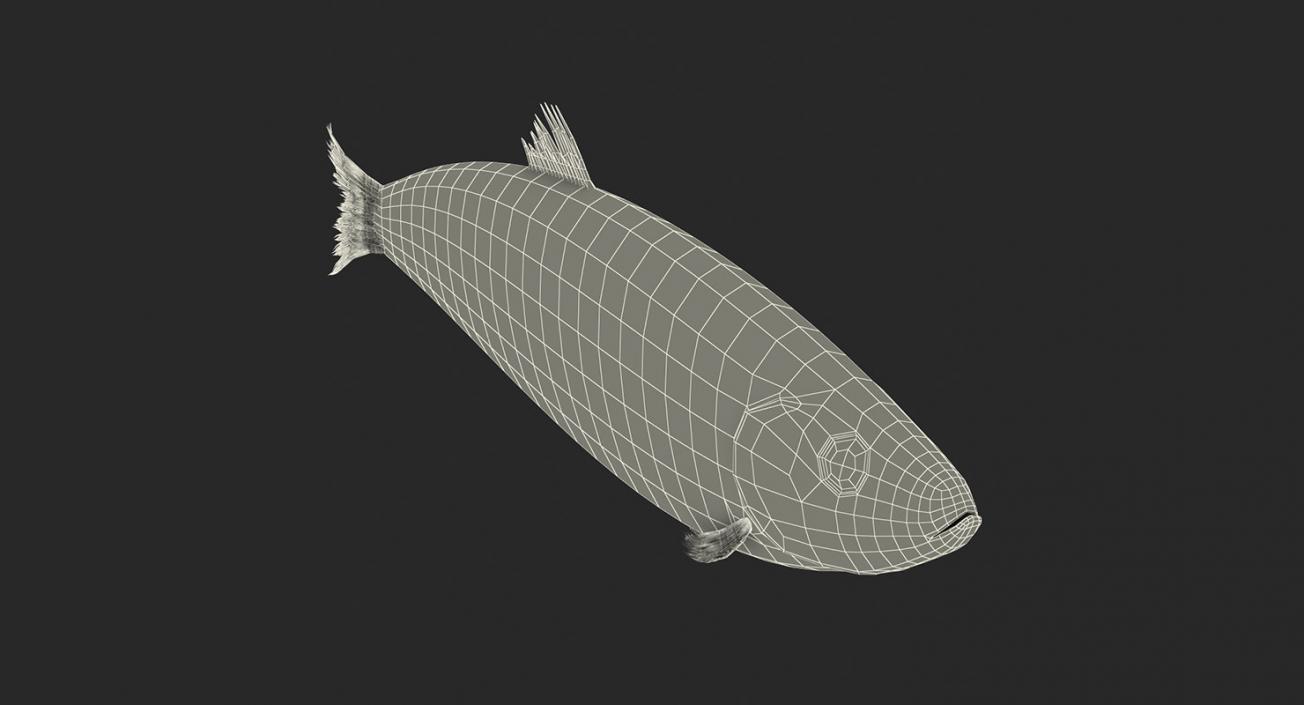 3D Rigged Fishes 3D Models Collection 4