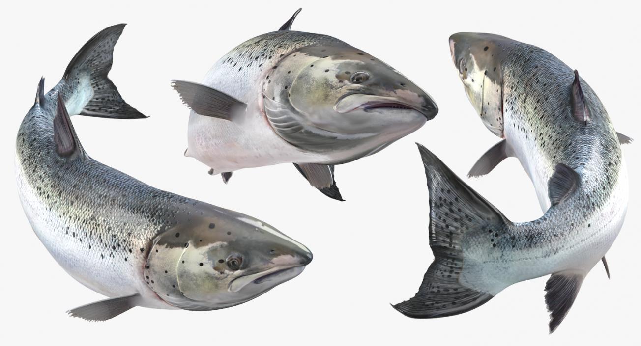 3D Rigged Fishes 3D Models Collection 4