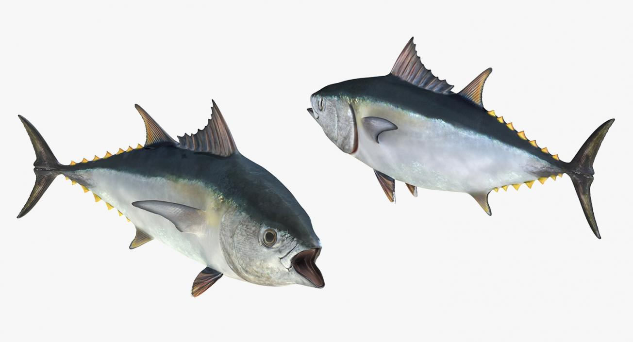 3D Rigged Fishes 3D Models Collection 4