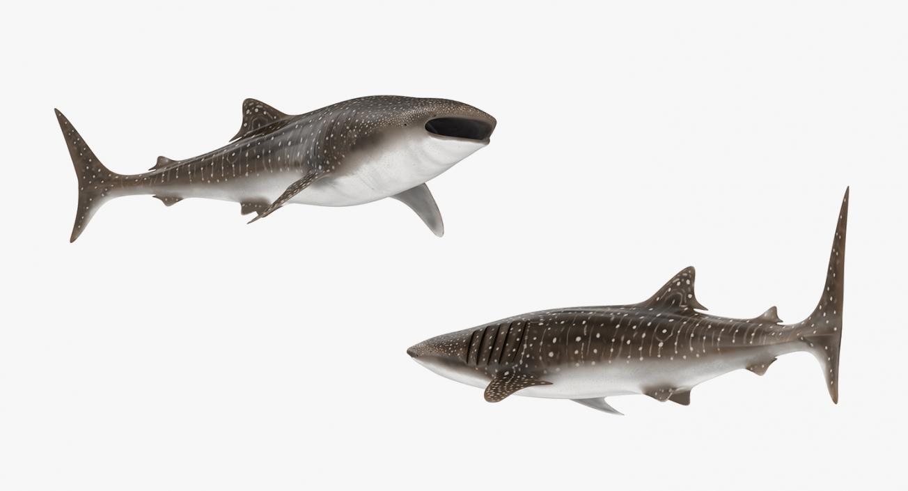 3D Rigged Fishes 3D Models Collection 4