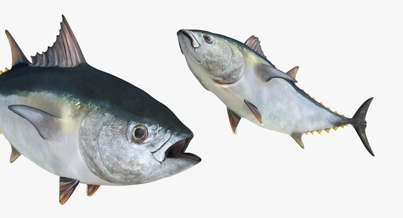 3D Rigged Fishes 3D Models Collection 4