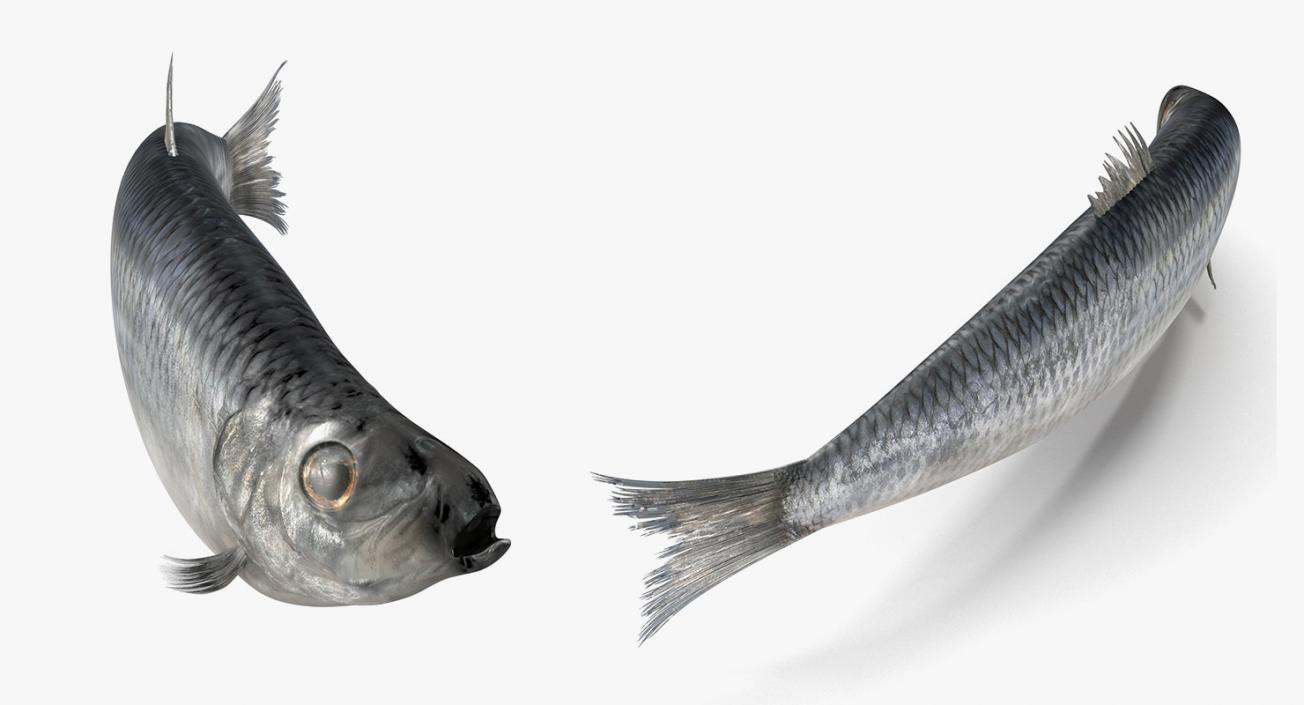 3D Rigged Fishes 3D Models Collection 4