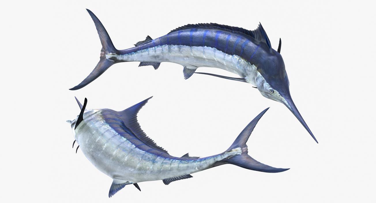 3D Rigged Fishes 3D Models Collection 4