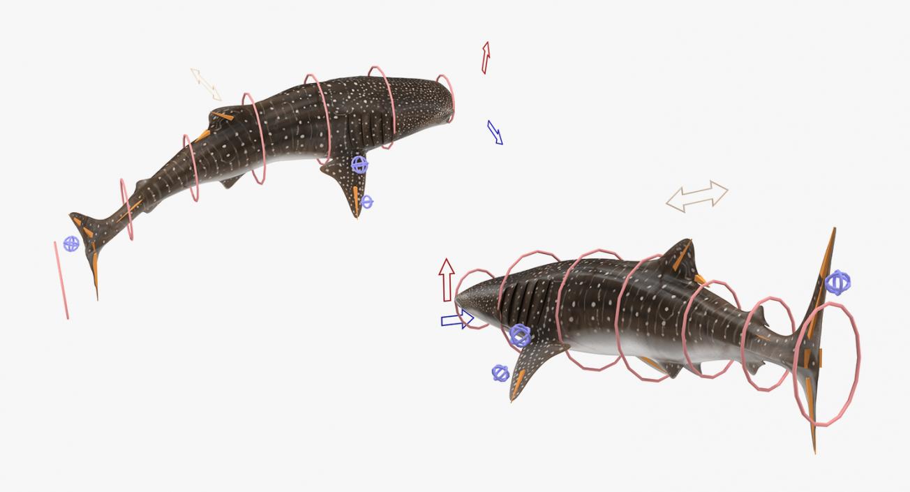 3D Rigged Fishes 3D Models Collection 4