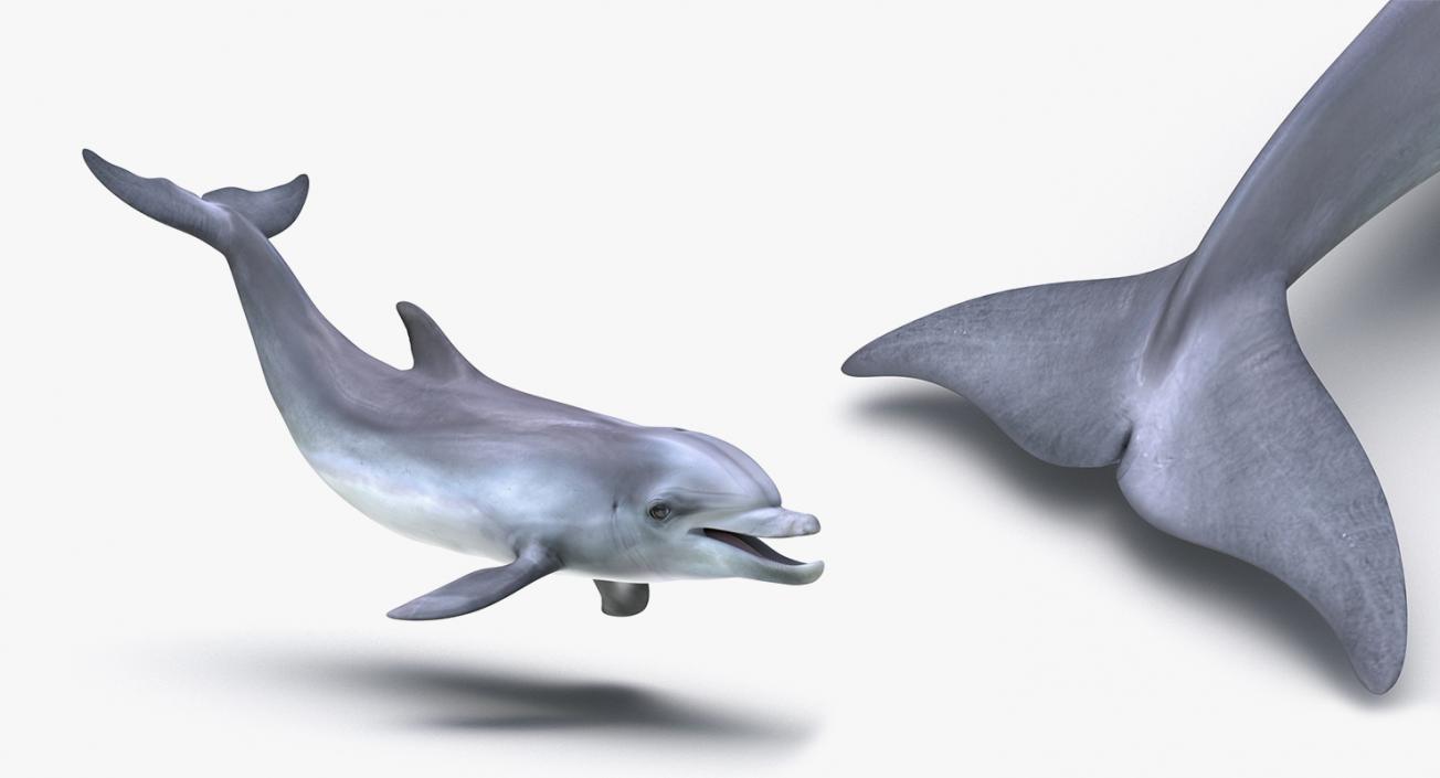 3D Rigged Fishes 3D Models Collection 4