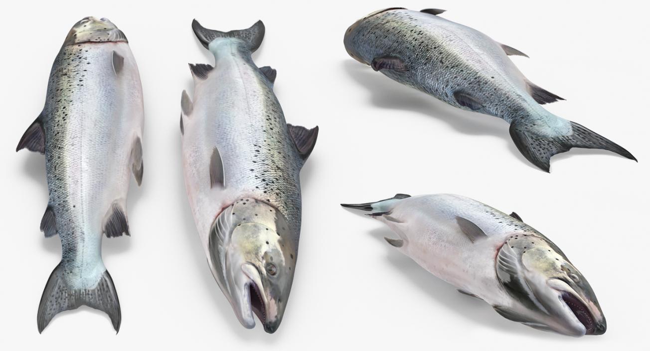 3D Rigged Fishes 3D Models Collection 4