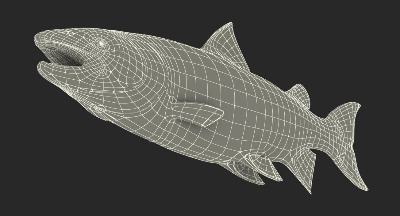 3D Rigged Fishes 3D Models Collection 4