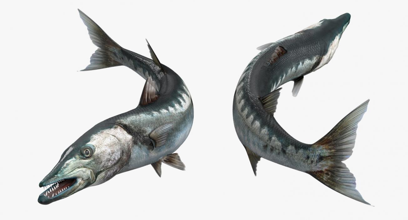 3D Rigged Fishes 3D Models Collection 4