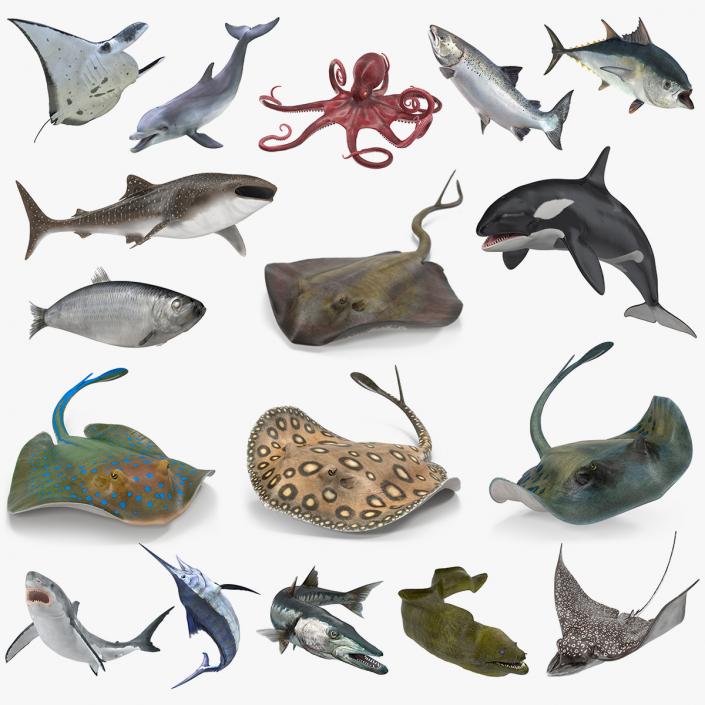 3D Rigged Fishes 3D Models Collection 4