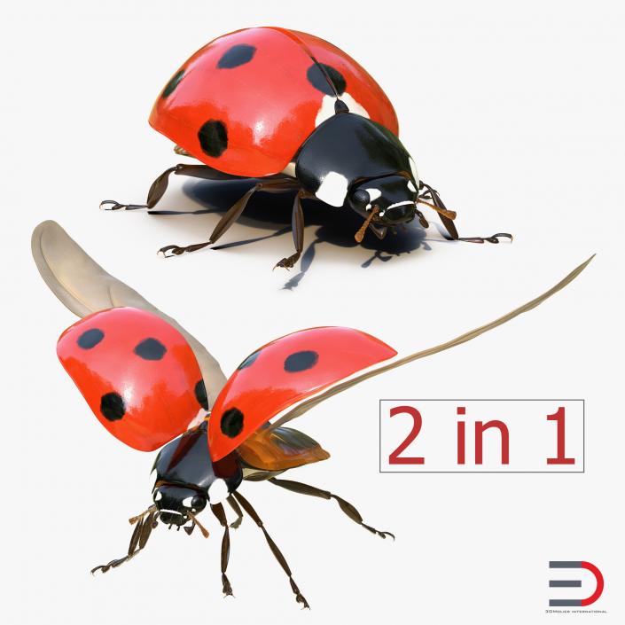 3D model LadyBug Rigged Collection