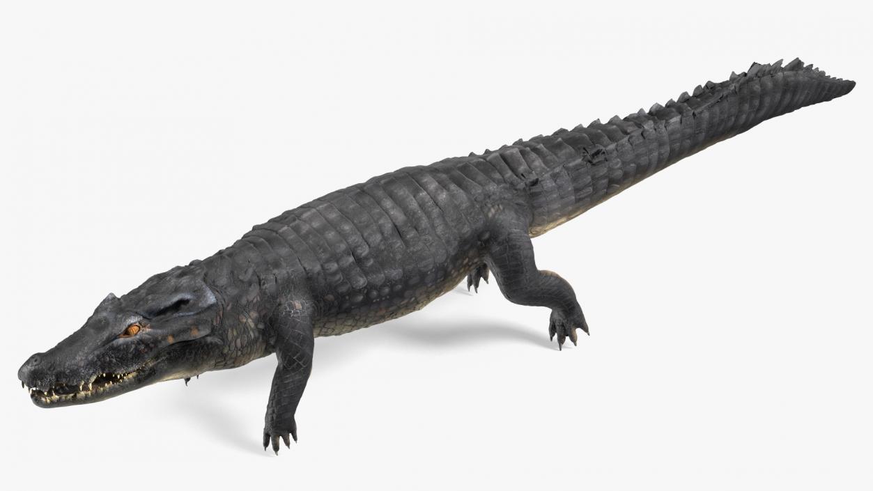 Black Caiman 3D