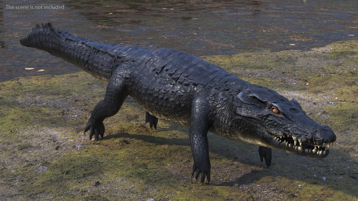 Black Caiman 3D