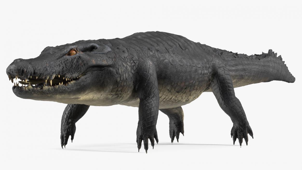 Black Caiman 3D