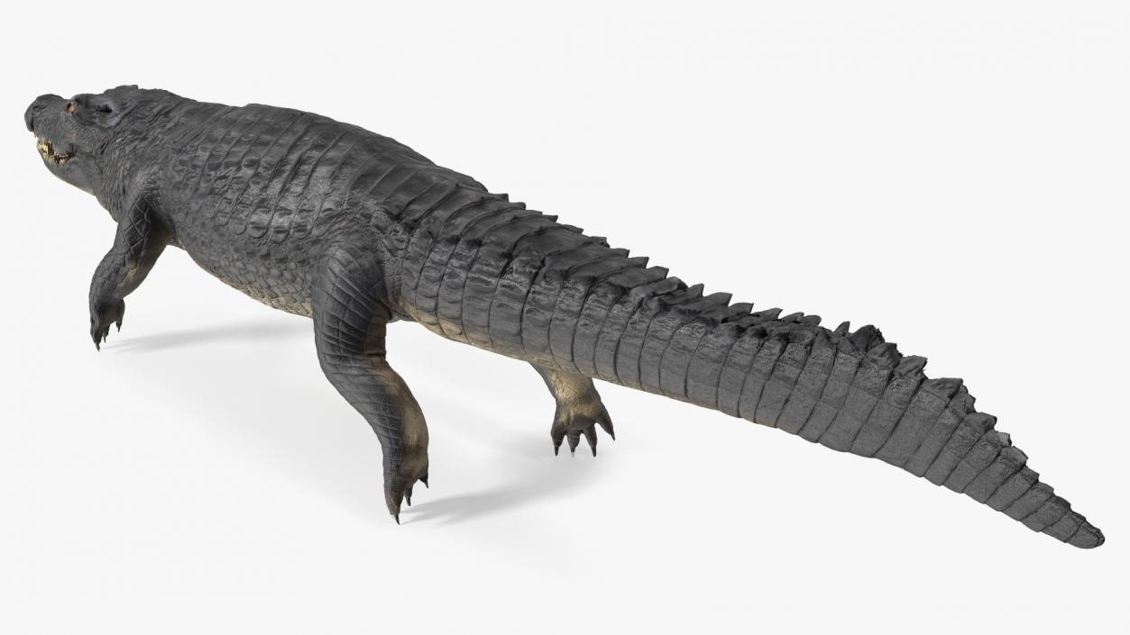 Black Caiman 3D