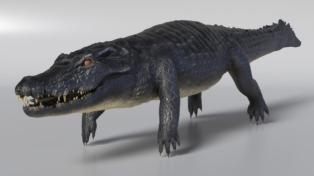 Black Caiman 3D