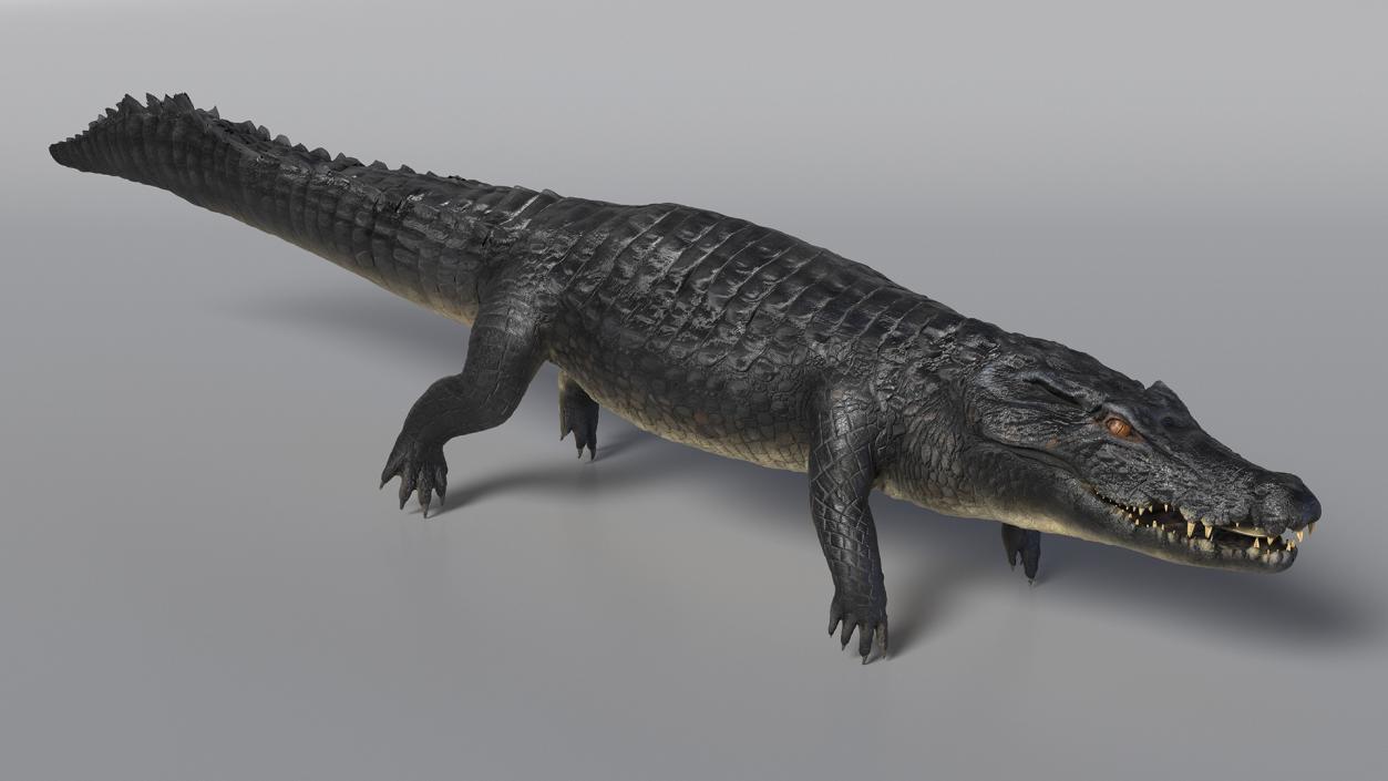 Black Caiman 3D