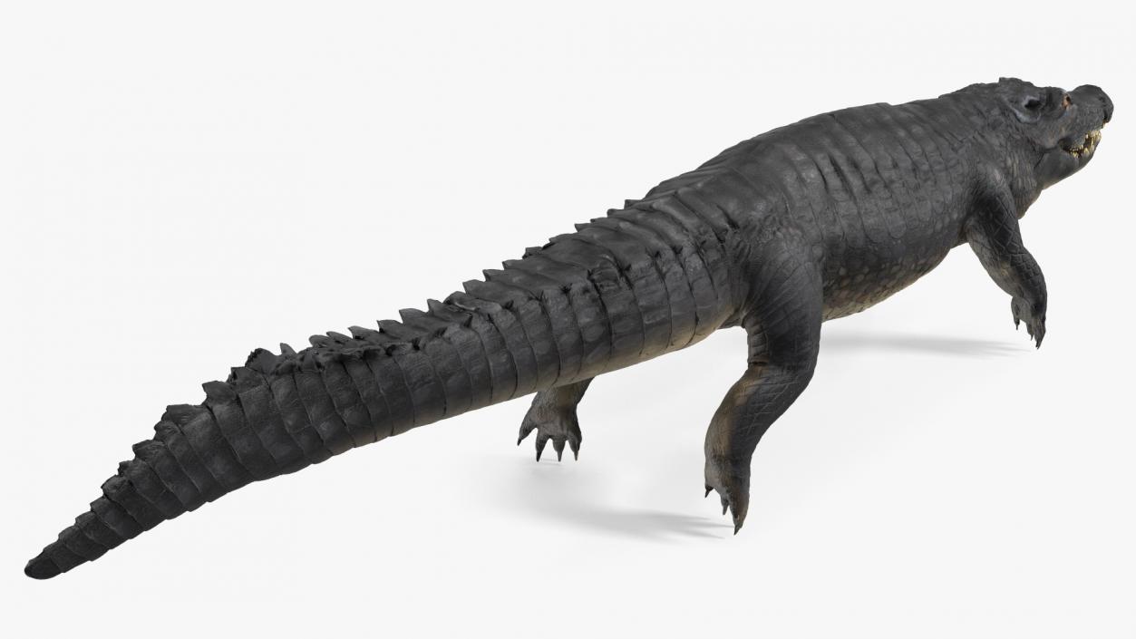 Black Caiman 3D