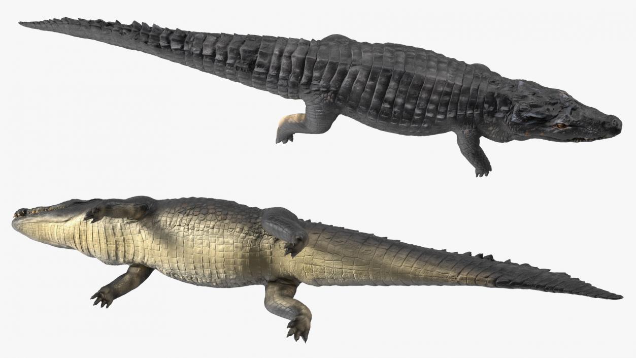 Black Caiman 3D