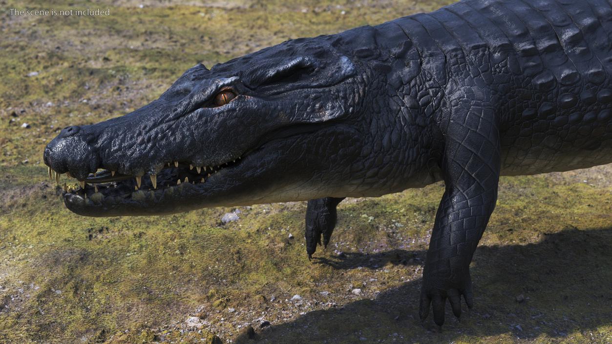 Black Caiman 3D