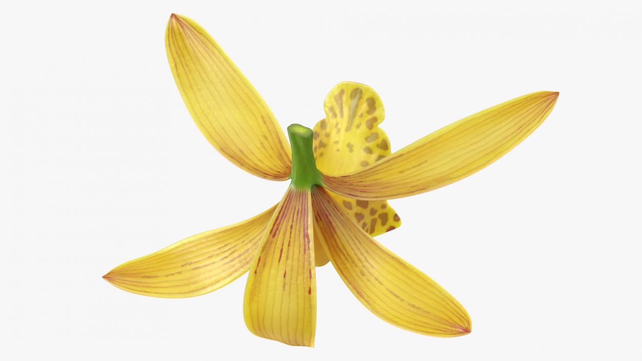 3D model Cymbidium Orchid Flower Yellow