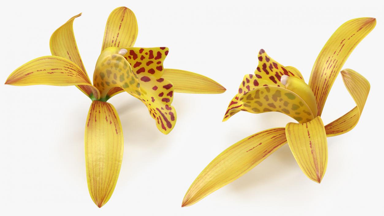 3D model Cymbidium Orchid Flower Yellow