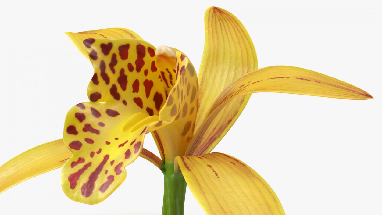 3D model Cymbidium Orchid Flower Yellow