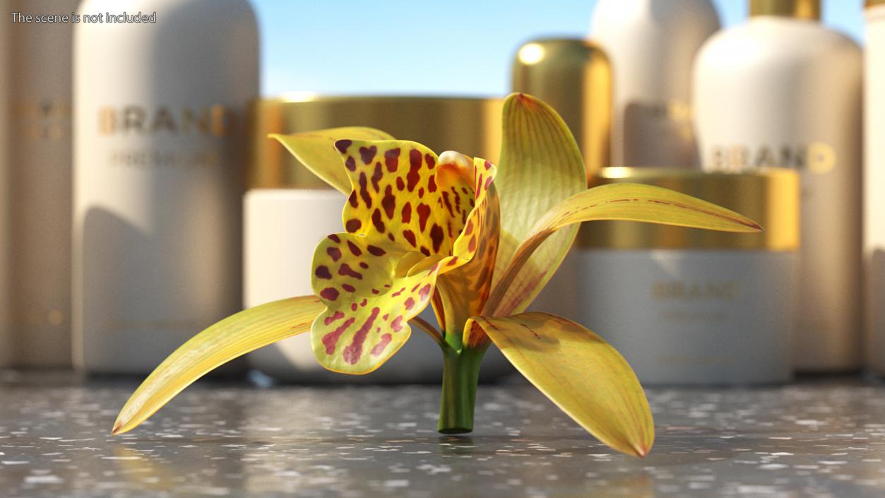 3D model Cymbidium Orchid Flower Yellow