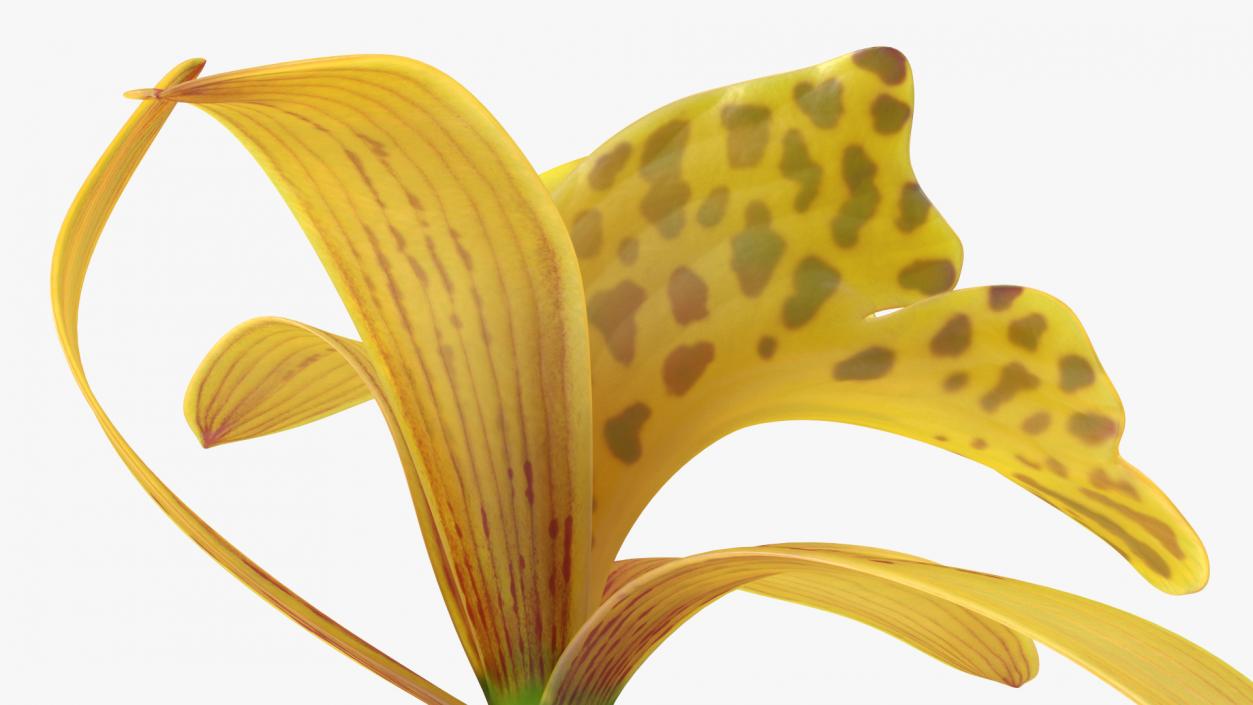 3D model Cymbidium Orchid Flower Yellow