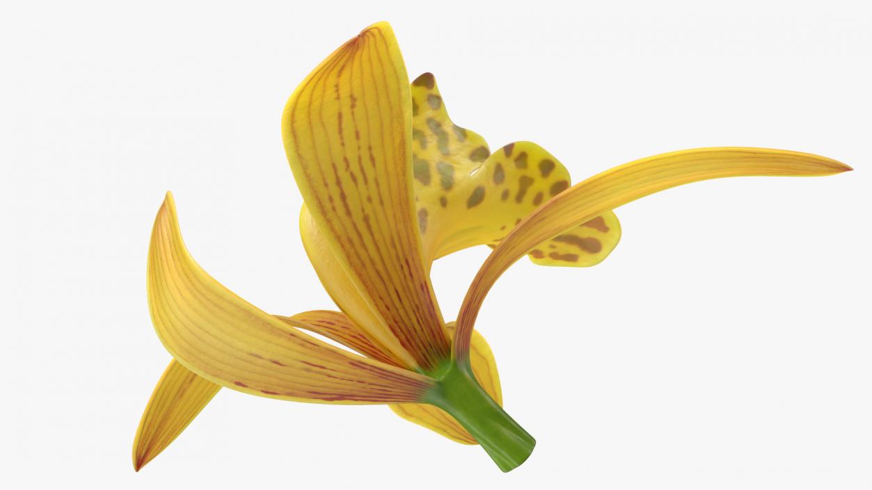 3D model Cymbidium Orchid Flower Yellow