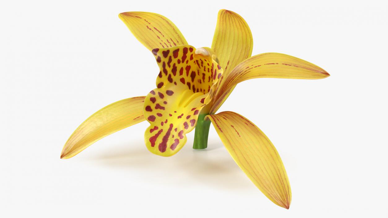 3D model Cymbidium Orchid Flower Yellow