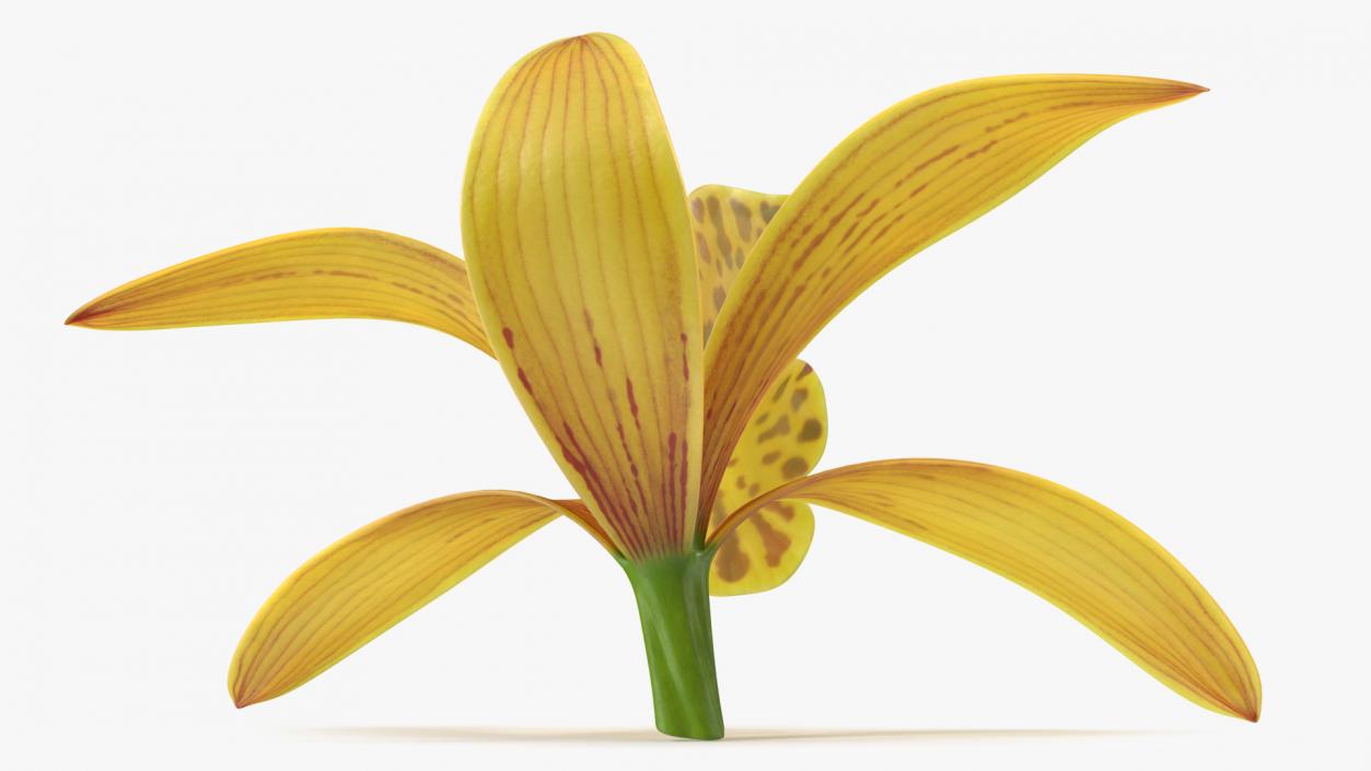 3D model Cymbidium Orchid Flower Yellow