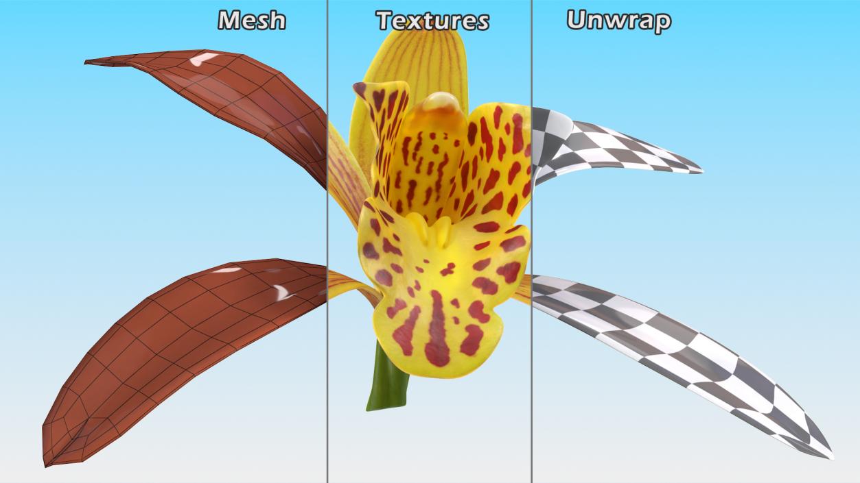 3D model Cymbidium Orchid Flower Yellow