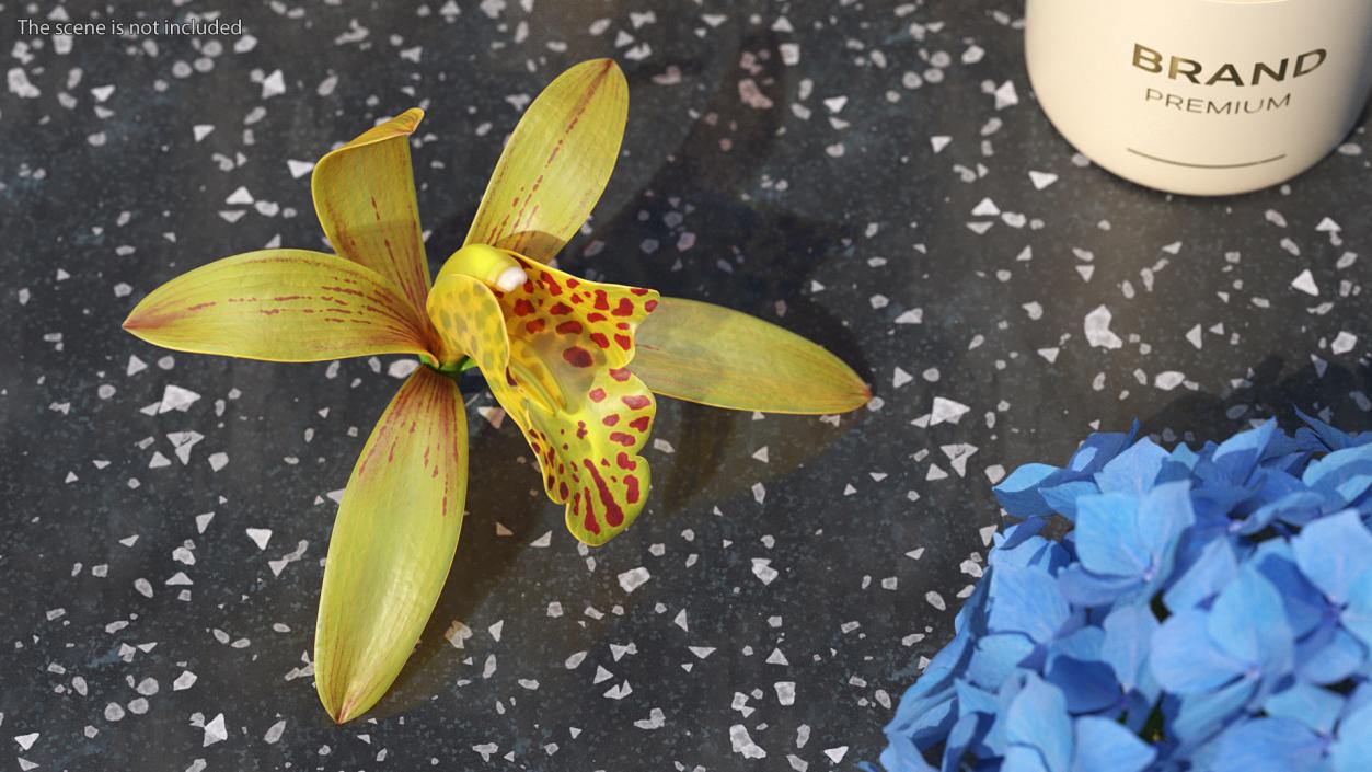 3D model Cymbidium Orchid Flower Yellow