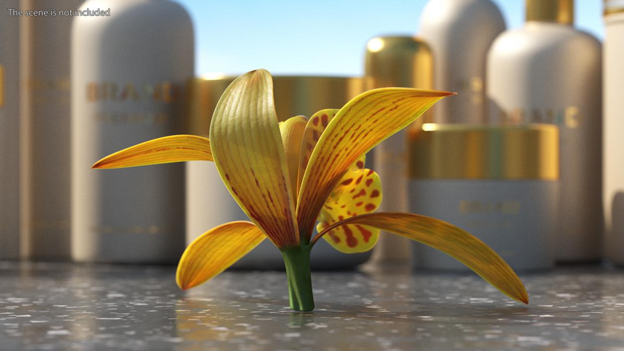 3D model Cymbidium Orchid Flower Yellow