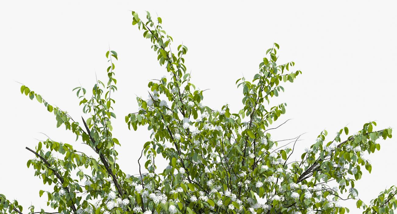 Flowering Bushes and Trees Collection 5 3D model