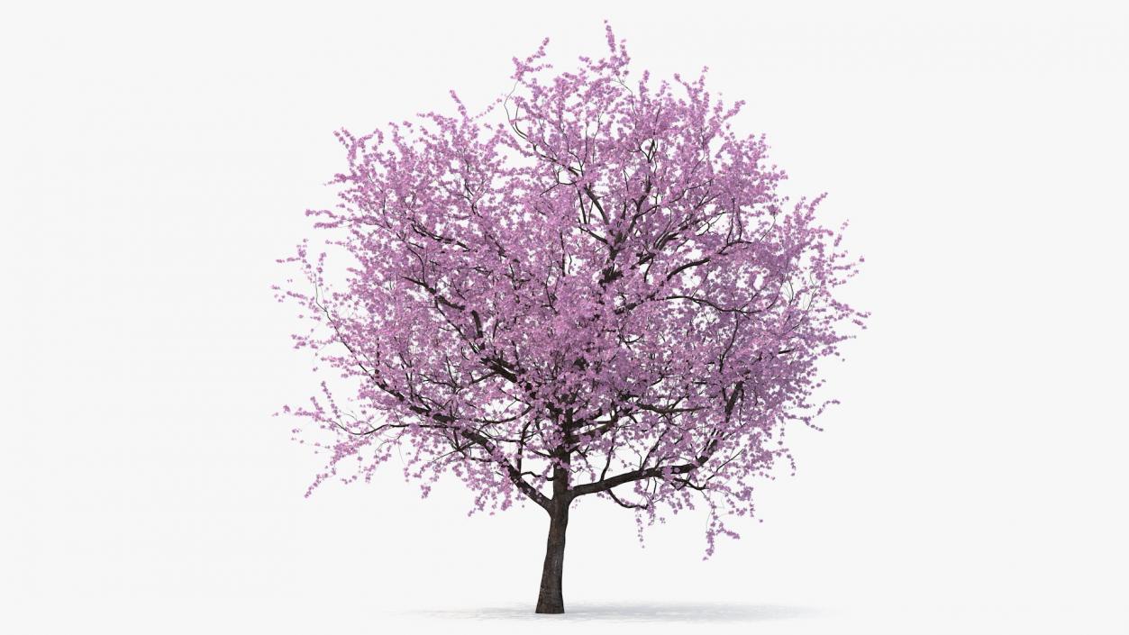 Flowering Bushes and Trees Collection 5 3D model