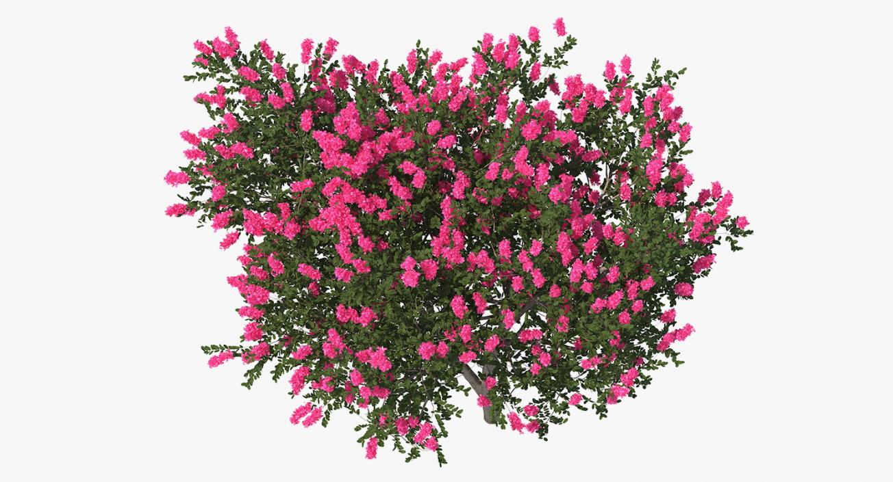 Flowering Bushes and Trees Collection 5 3D model