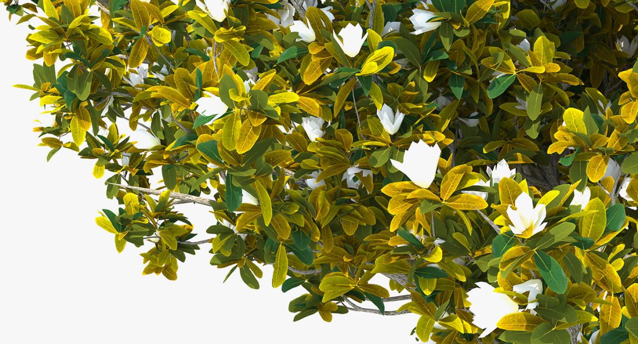 Flowering Bushes and Trees Collection 5 3D model