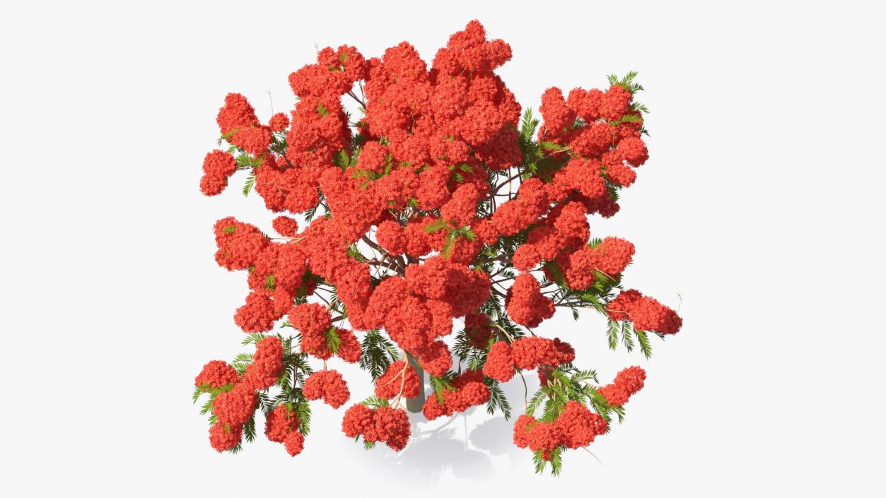 Flowering Bushes and Trees Collection 5 3D model