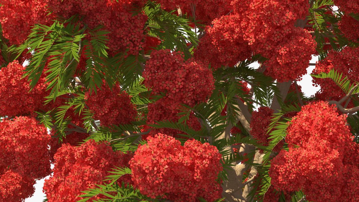 Flowering Bushes and Trees Collection 5 3D model