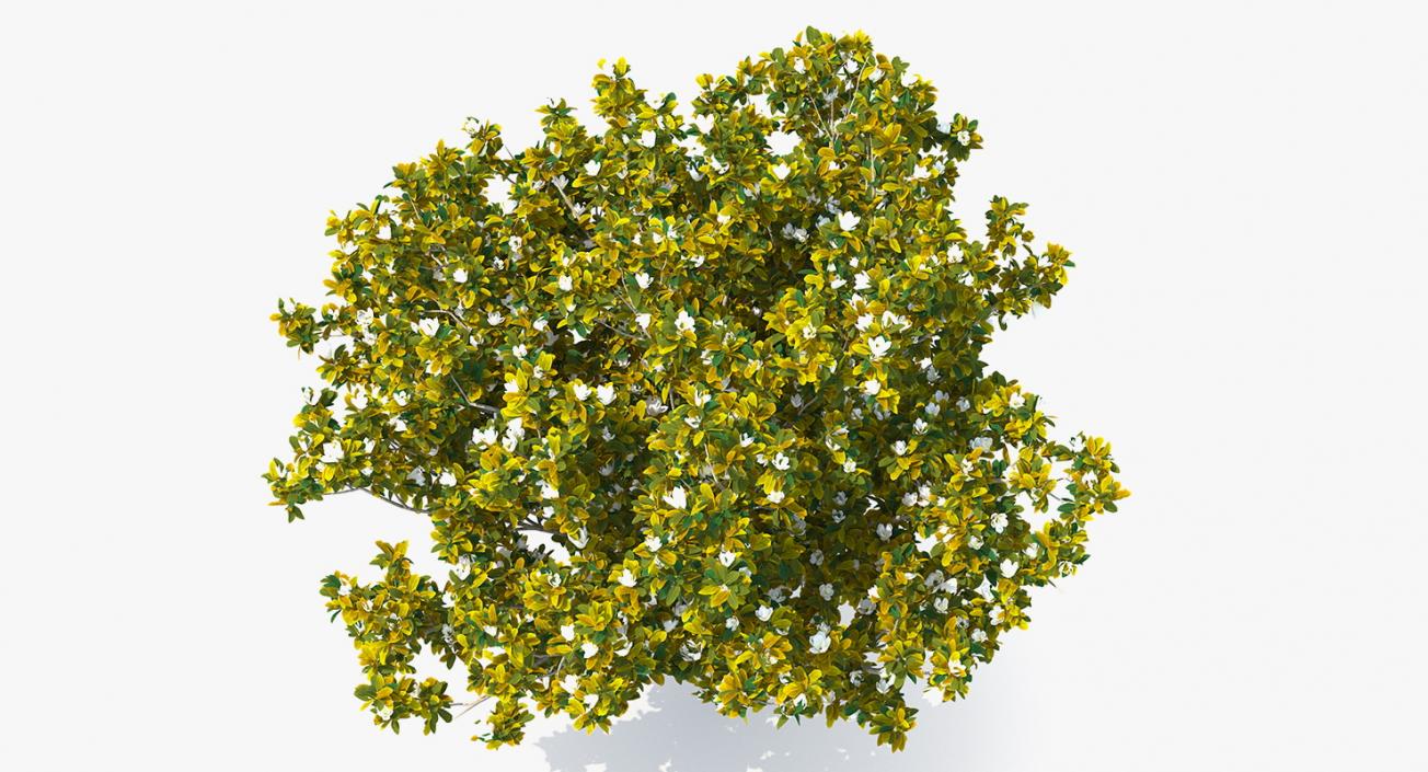 Flowering Bushes and Trees Collection 5 3D model