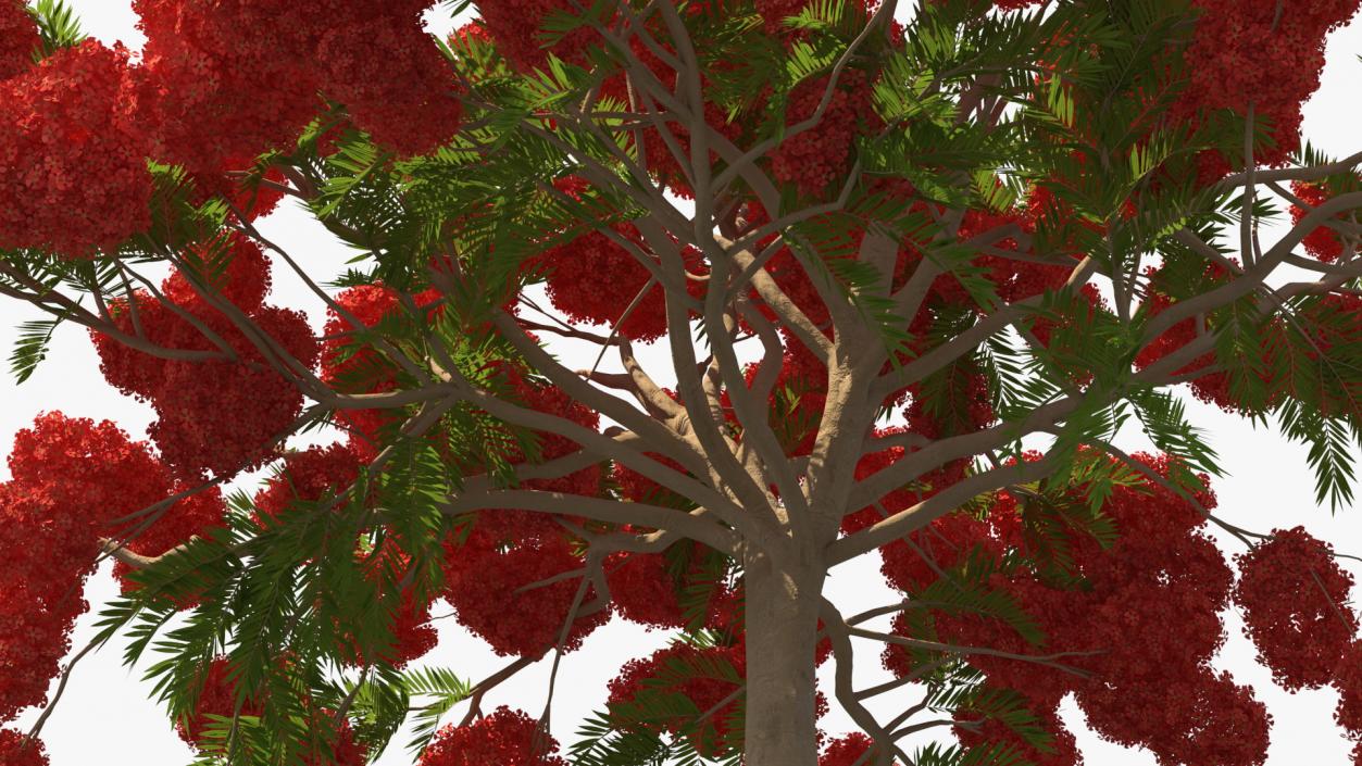 Flowering Bushes and Trees Collection 5 3D model