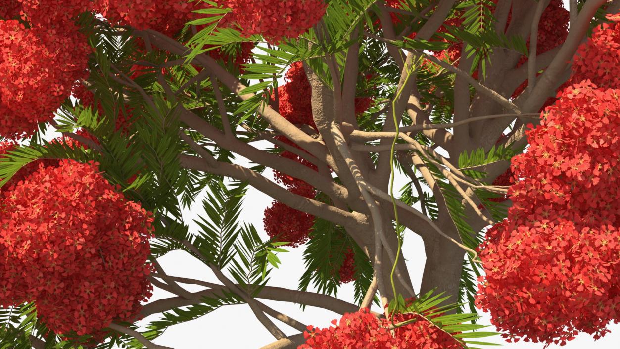 Flowering Bushes and Trees Collection 5 3D model