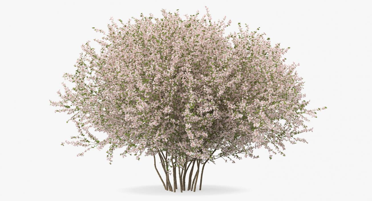 Flowering Bushes and Trees Collection 5 3D model