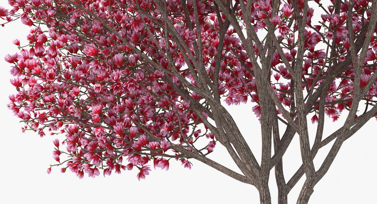 Flowering Bushes and Trees Collection 5 3D model