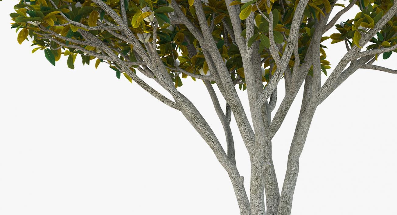 Flowering Bushes and Trees Collection 5 3D model