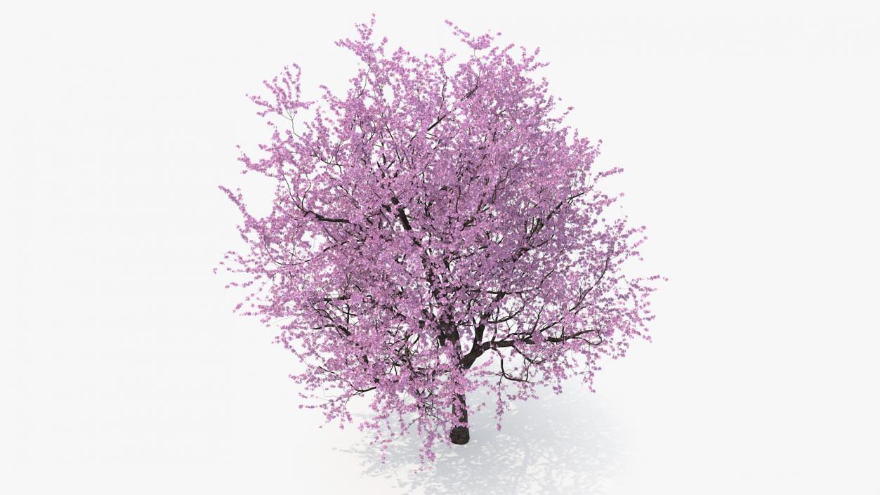 Flowering Bushes and Trees Collection 5 3D model