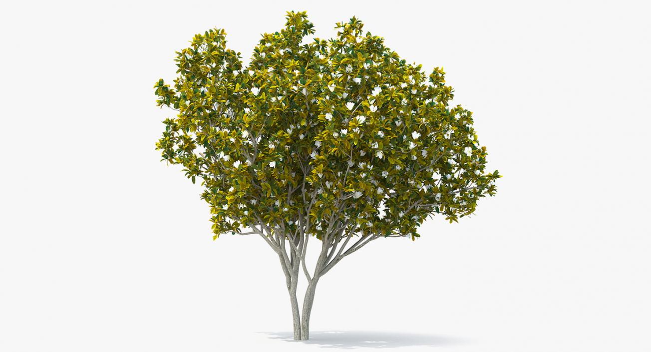 Flowering Bushes and Trees Collection 5 3D model