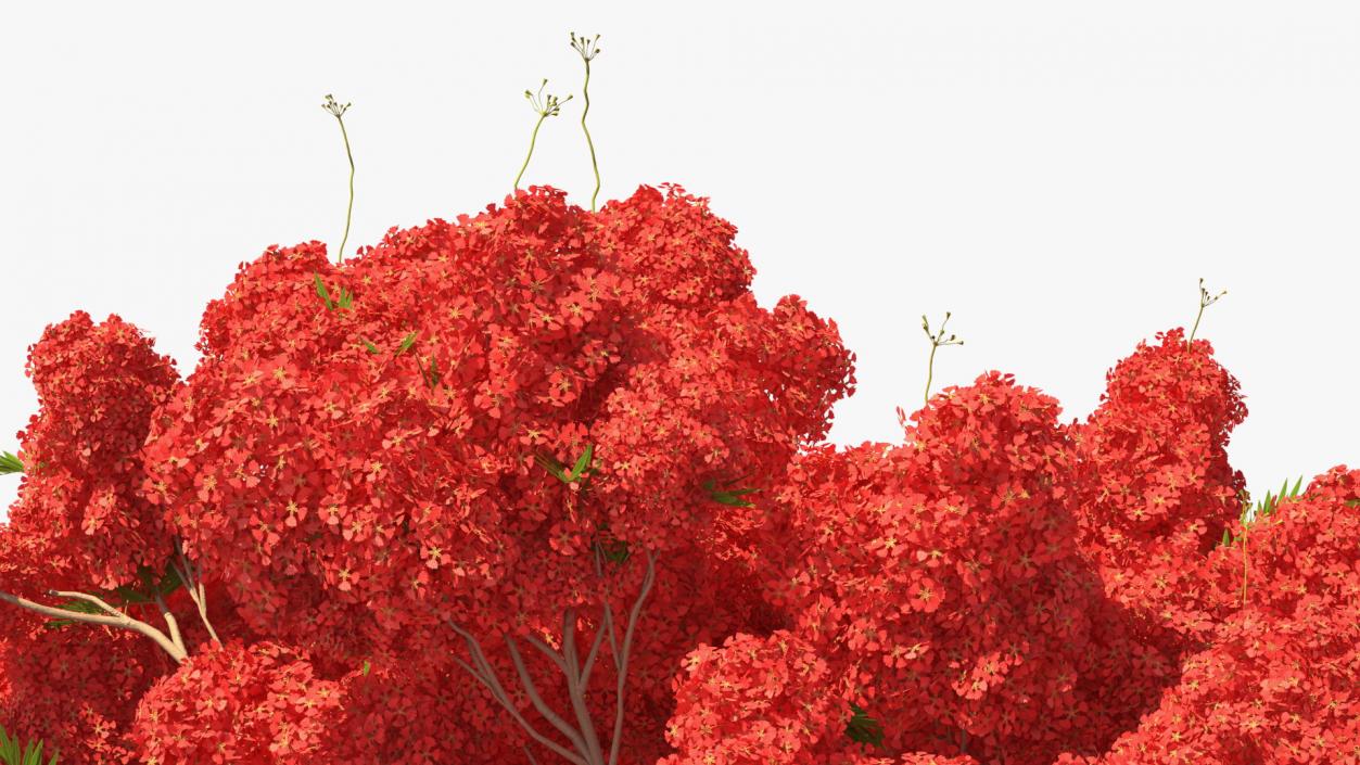 Flowering Bushes and Trees Collection 5 3D model